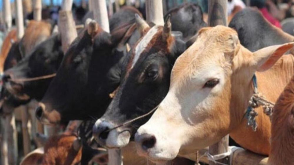 विशेष आर्टिकल- मुख्यमंत्री स्वदेशी गौ संवर्धन योजना: देसी गाय पालन से किसानों की आय दोगुनी, 80 हजार तक अनुदान 2 14A 71